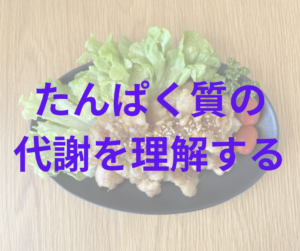 たんぱく質の代謝を理解する